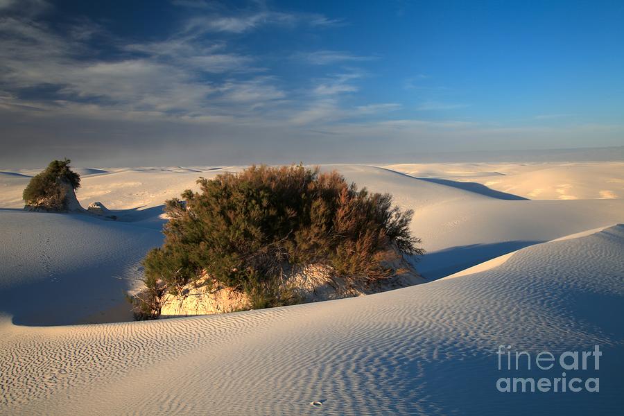 White Sands National Monument Photograph - Green In A Sea Of White by Adam Jewell