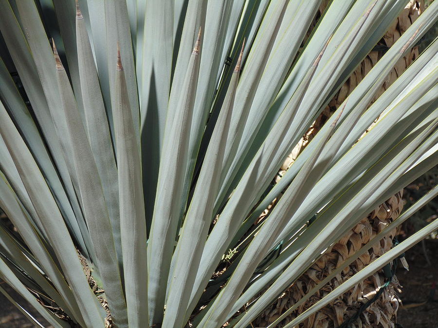 Green in the Desert Photograph by Dotti Hannum | Fine Art America