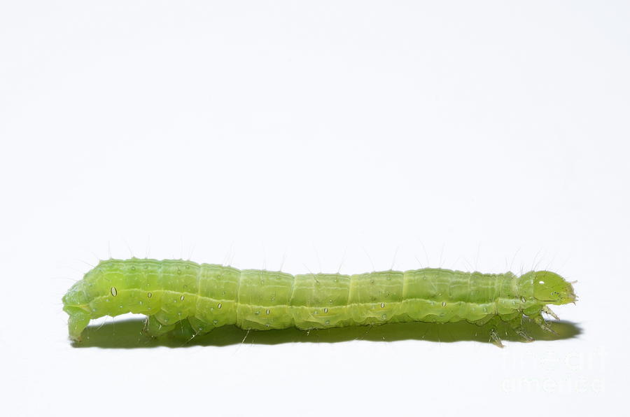 Green Inchworm on white background Photograph by Sami Sarkis - Pixels