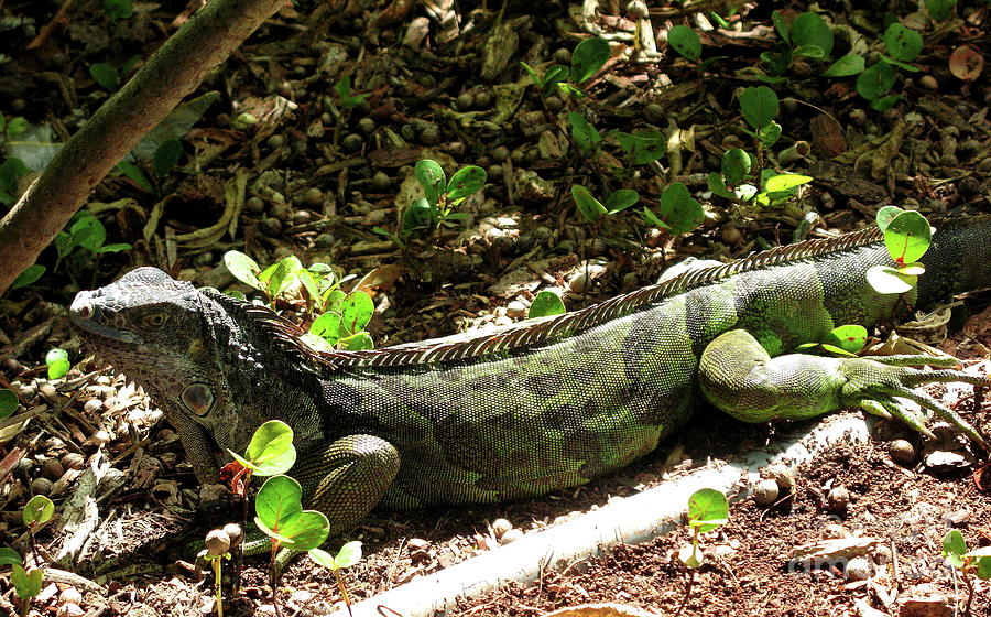 Green Inguana In The Shrubs I Photograph by Christiane Schulze Art And ...