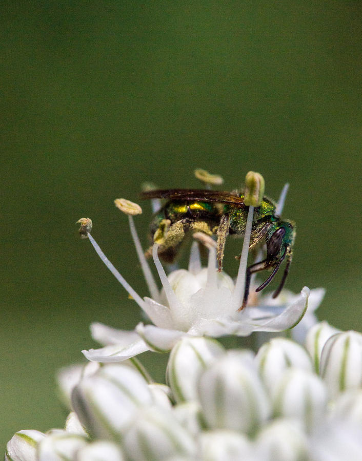 Green Iridescent Bee 6 Photograph
