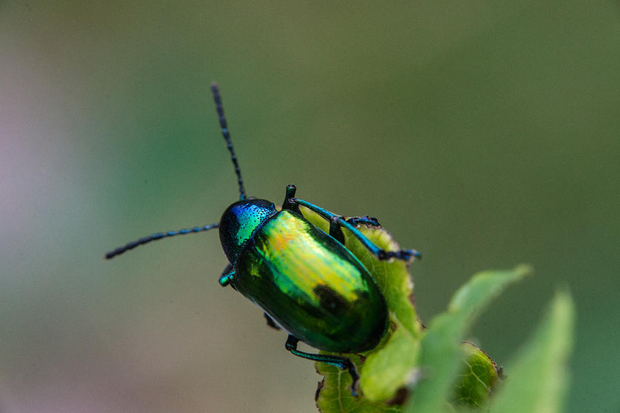 Insects Photograph - Green Iridescent Dogbane Leaf Beetle by Douglas Barnett