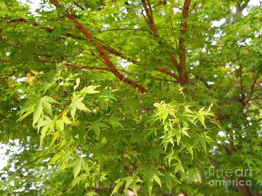 Green Japanese Maple Photograph by Nancy Kane Chapman