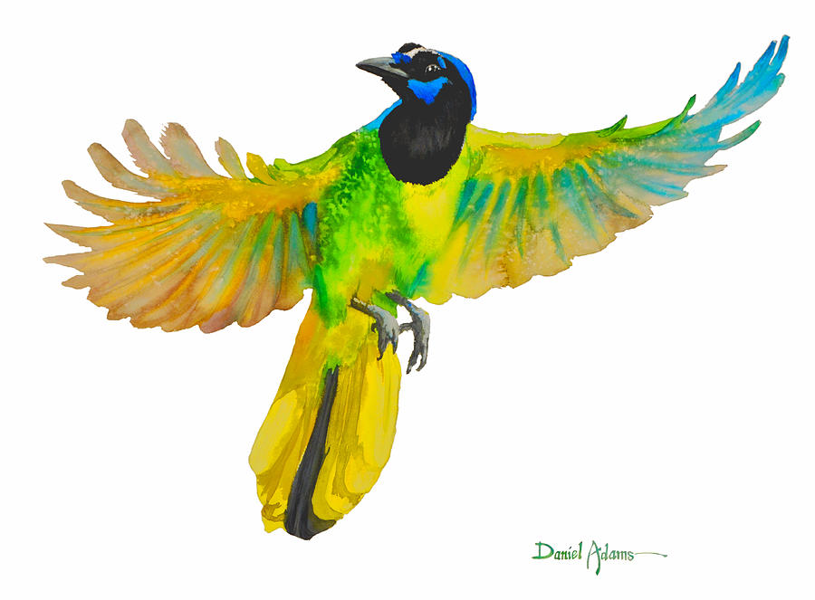 Green Jay Painting by Daniel Adams