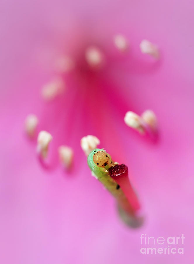 Green jelly on a rhododendron Photograph by Jaroslaw Blaminsky