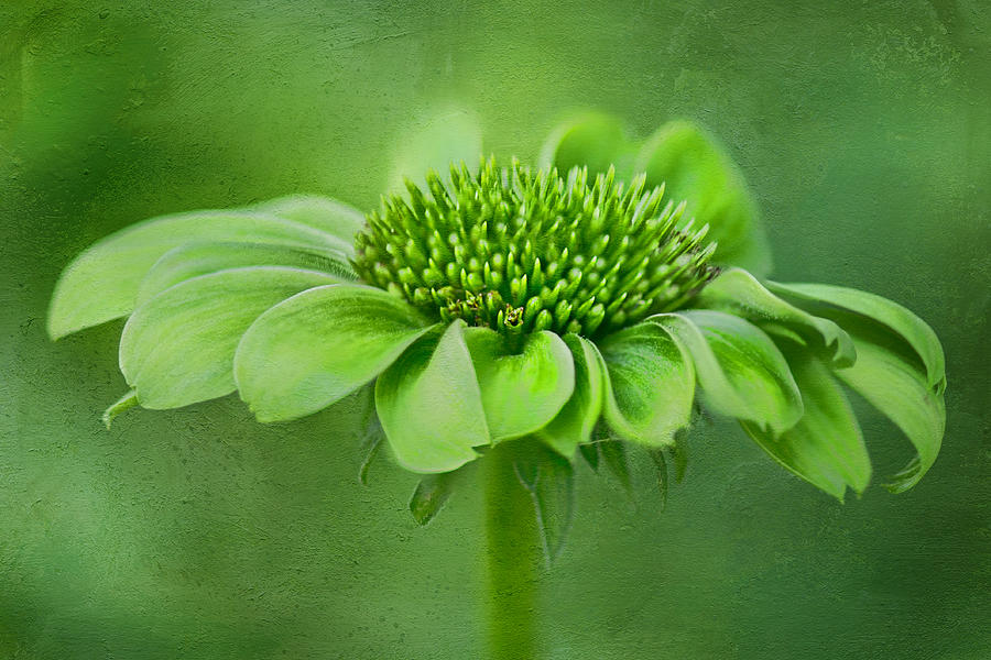 Green Jewel - Cone Flower - Echinacea #2 Photograph by Nikolyn McDonald