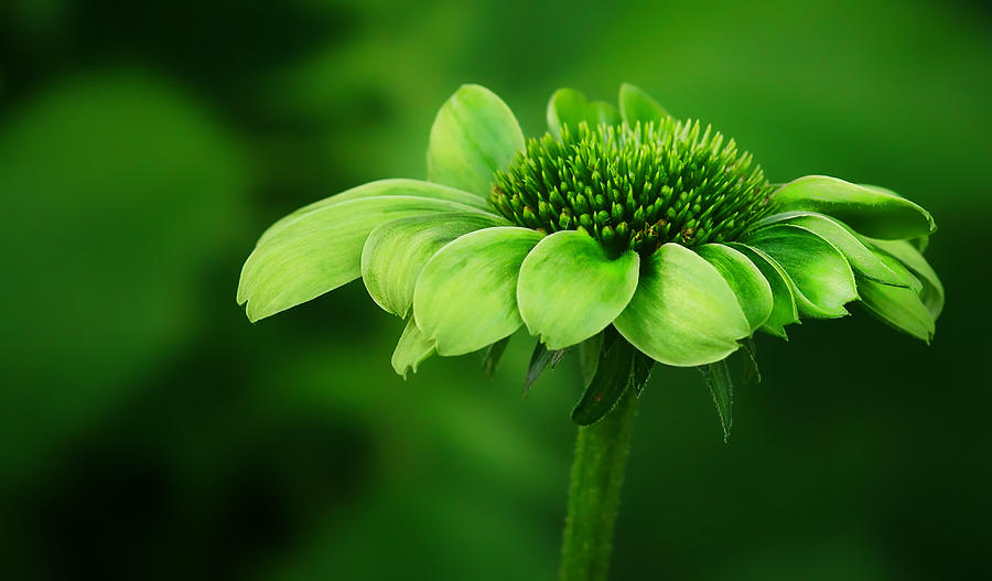Flower Photograph - Green Jewel - Cone Flower - Echinacea by Nikolyn McDonald