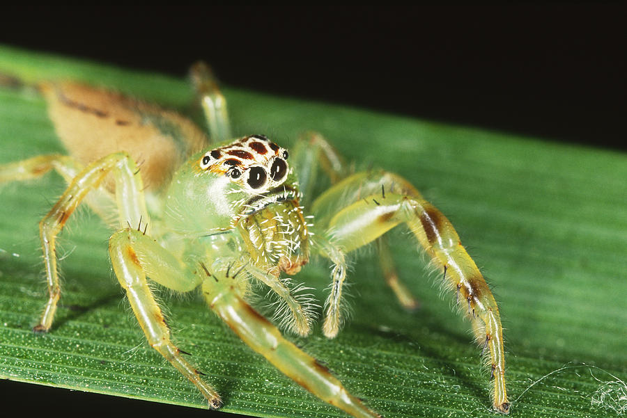 Green Jumping Spider Mopsus Mormon Photograph by Simon D. Pollard ...