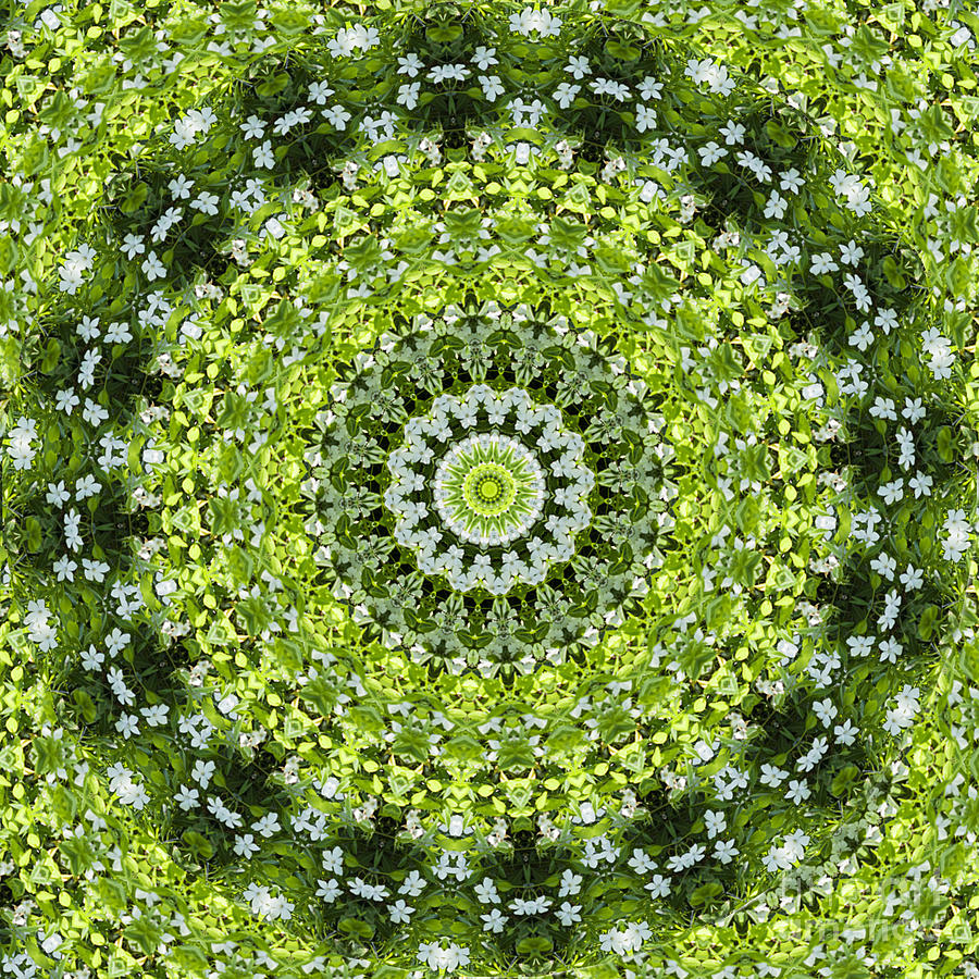 Green Kaleidoscope Photograph by Patty Colabuono