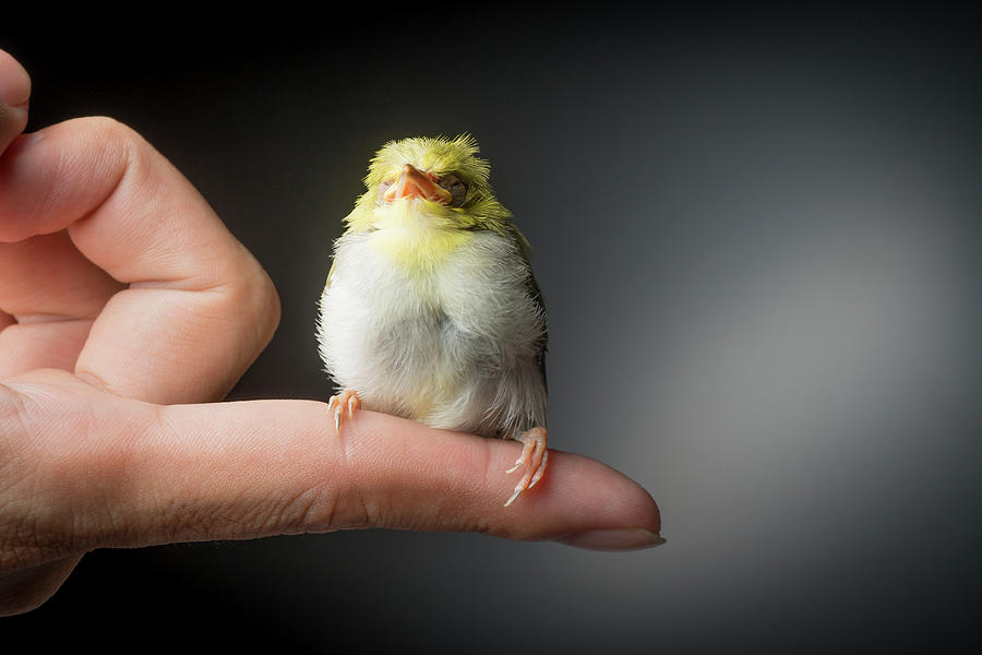 Green Kingfisher Chick Photograph by Pan Xunbin