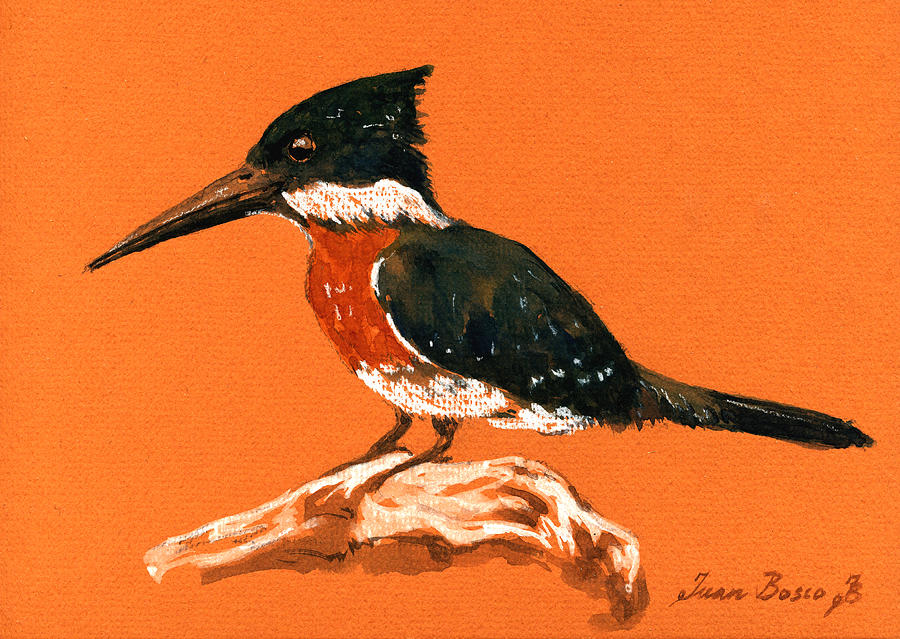 Kingfisher Painting - Green Kingfisher by Juan  Bosco