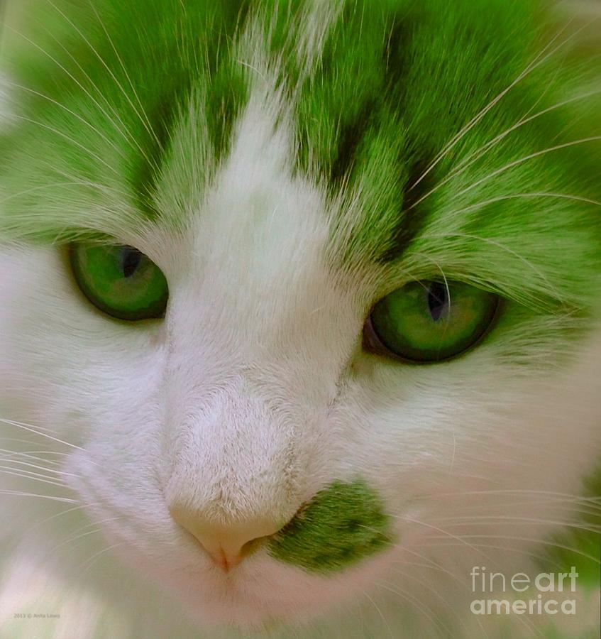Green Kitten Photograph by Anita Lewis