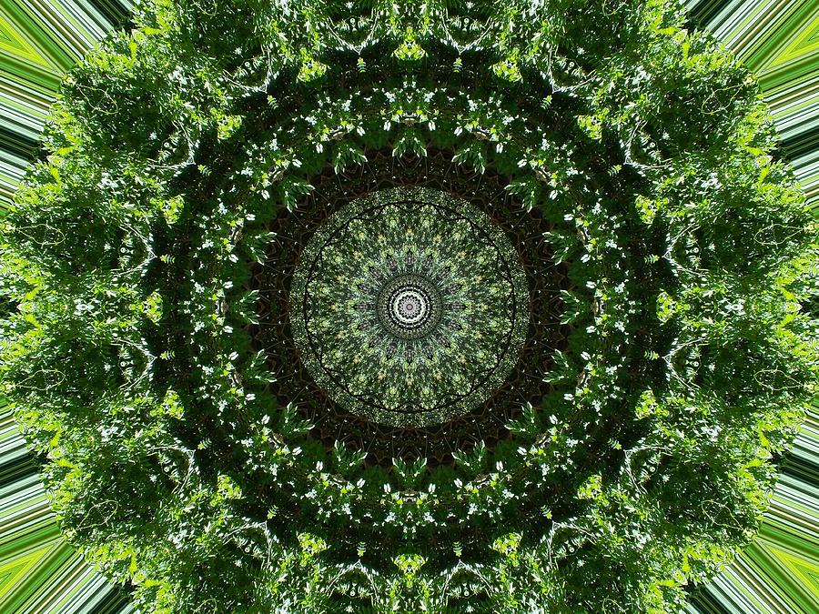 Green Lace Floral1 Kaleidoscope Photograph by Sheri McLeroy