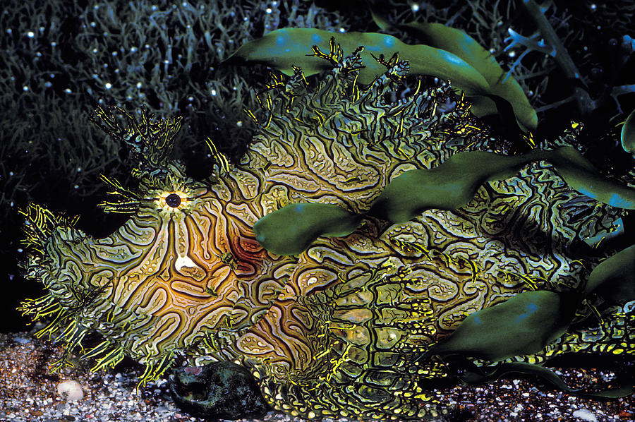 Green Lace Scorpionfish Photograph by ER Degginger