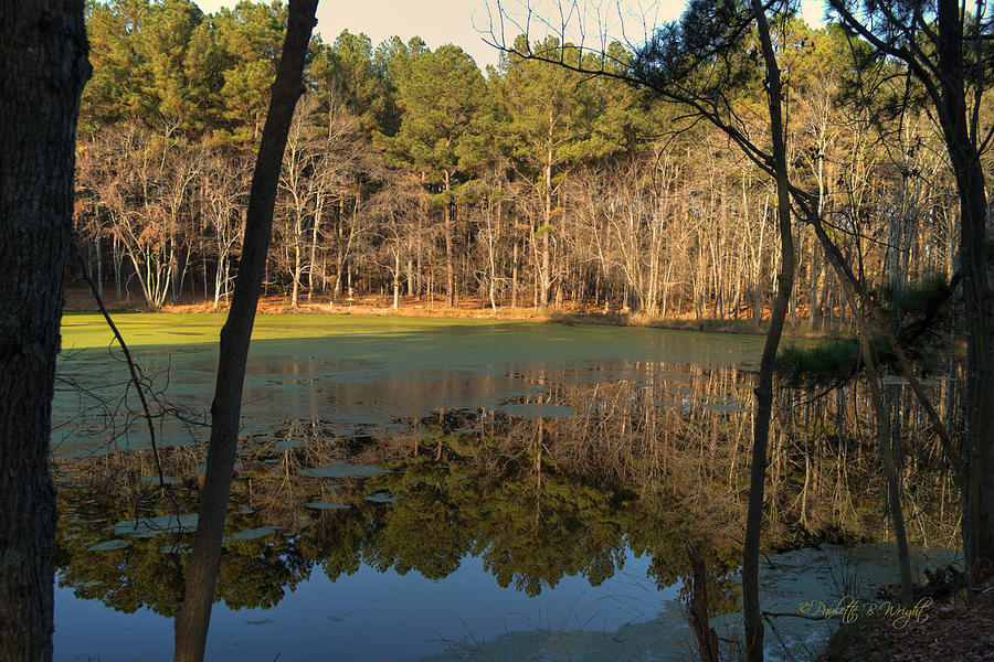 Green Lake Reflections Photograph by Paulette B Wright