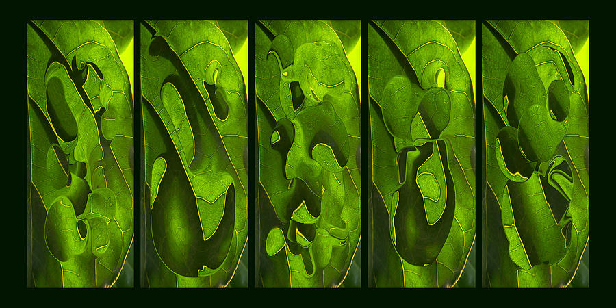 Green Leaf Abstract Photograph by Theo OConnor