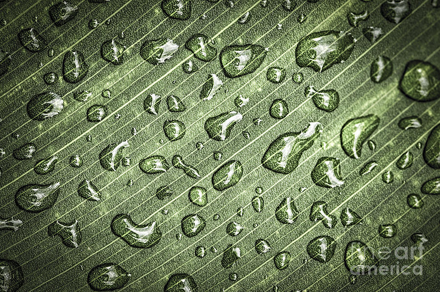 Green leaf abstract with raindrops 2 Photograph by Elena Elisseeva