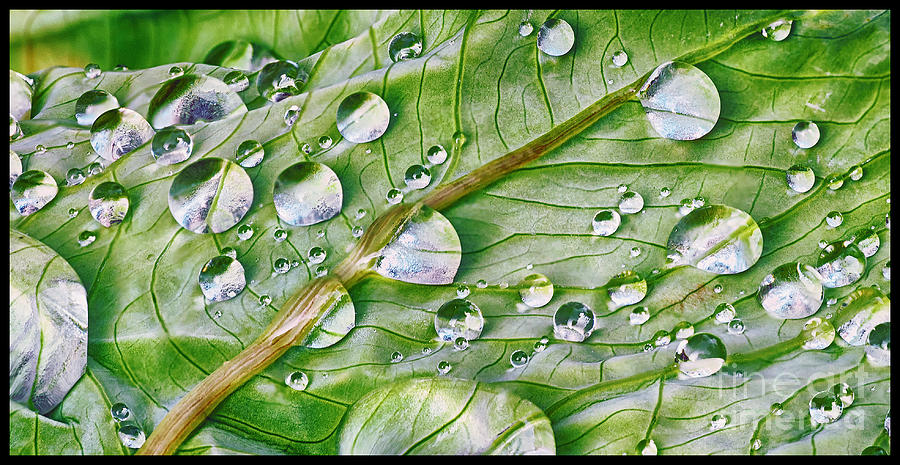 Green leaf and Rain Drops Photograph by Barry Weiss