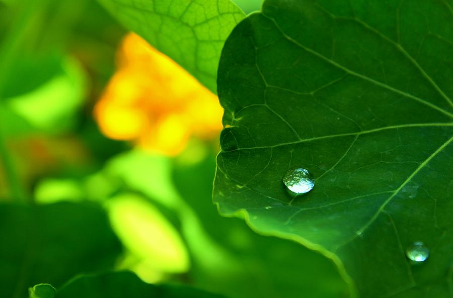 Green Leaf Photograph by Anna McAlister - Fine Art America