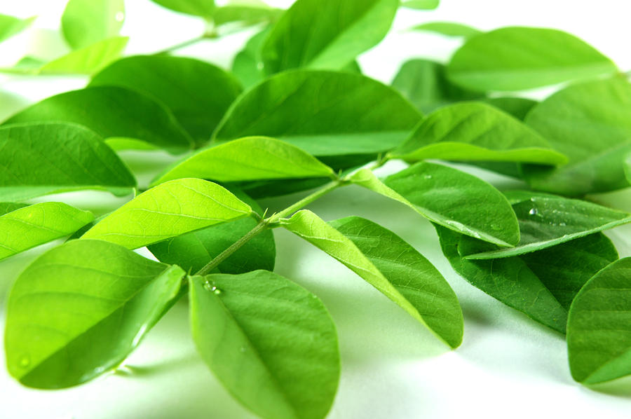 Green Leaf Background Photograph