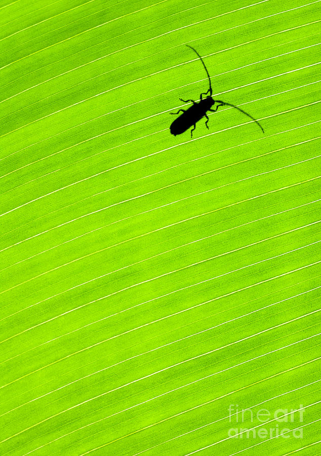Green leaf background with a bug Photograph by Anna Om