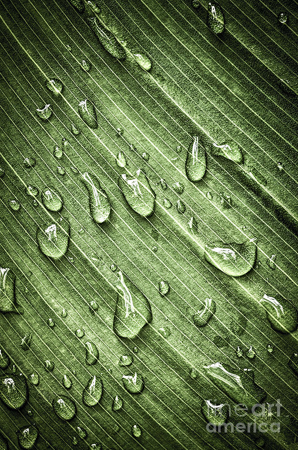 Green Leaf Background With Raindrops Photograph