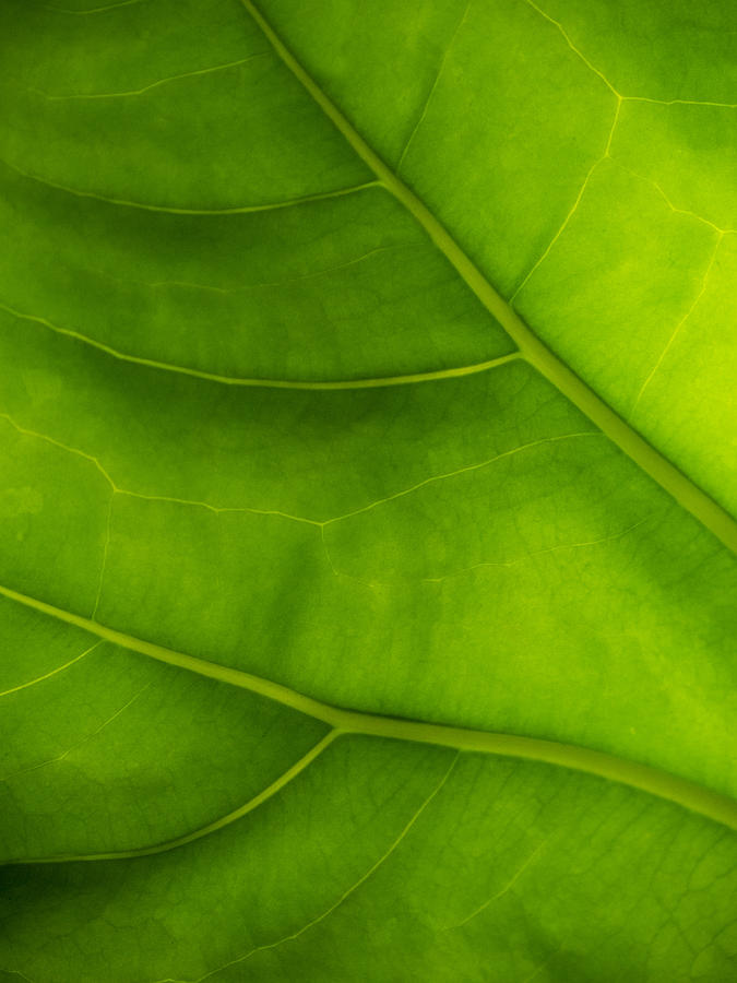 Green Leaf Photograph by Bob Coates