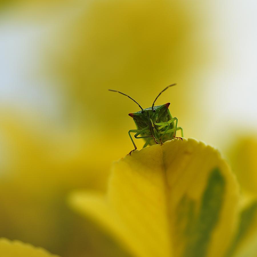 Green Leaf Bug Photograph By Drew Rawcliffe Fine Art America