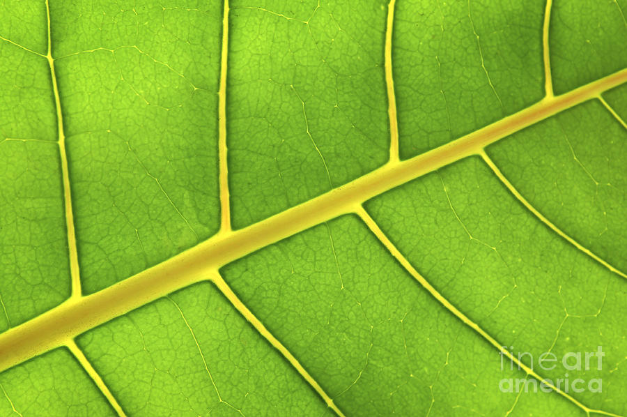 Nature Photograph - Green leaf close up by Elena Elisseeva