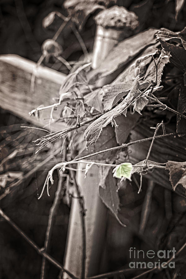 Green Leaf Photograph by Ella Kaye Dickey