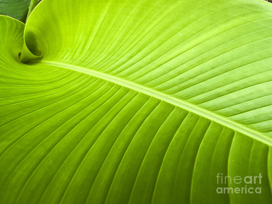 Green Leaf Photograph by Heiko Koehrer-Wagner