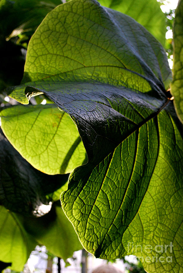 Leaf Photograph - Green Leaf I by Nancy Mueller