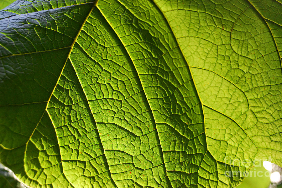 Leaf Photograph - Green Leaf II by Nancy Mueller