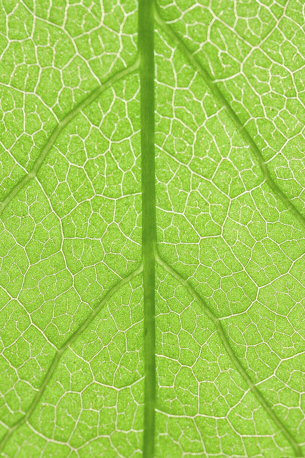 Green Leaf Photograph by Jacky Lee