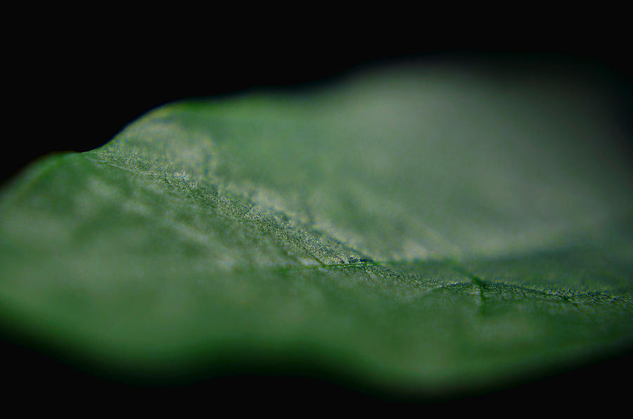 Green Leaf Pyrography by Jeffrey Platt