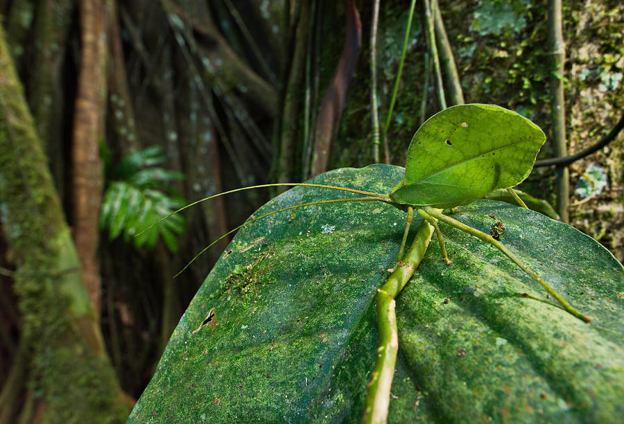 Green Leaf Katydid Photograph by Francesco Tomasinelli