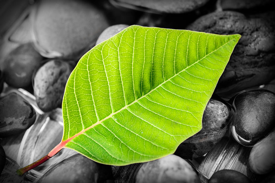 Green Leaf Photograph by Marco Oliveira