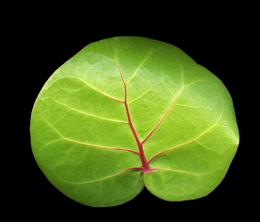 Green leaf Photograph by Marek Poplawski