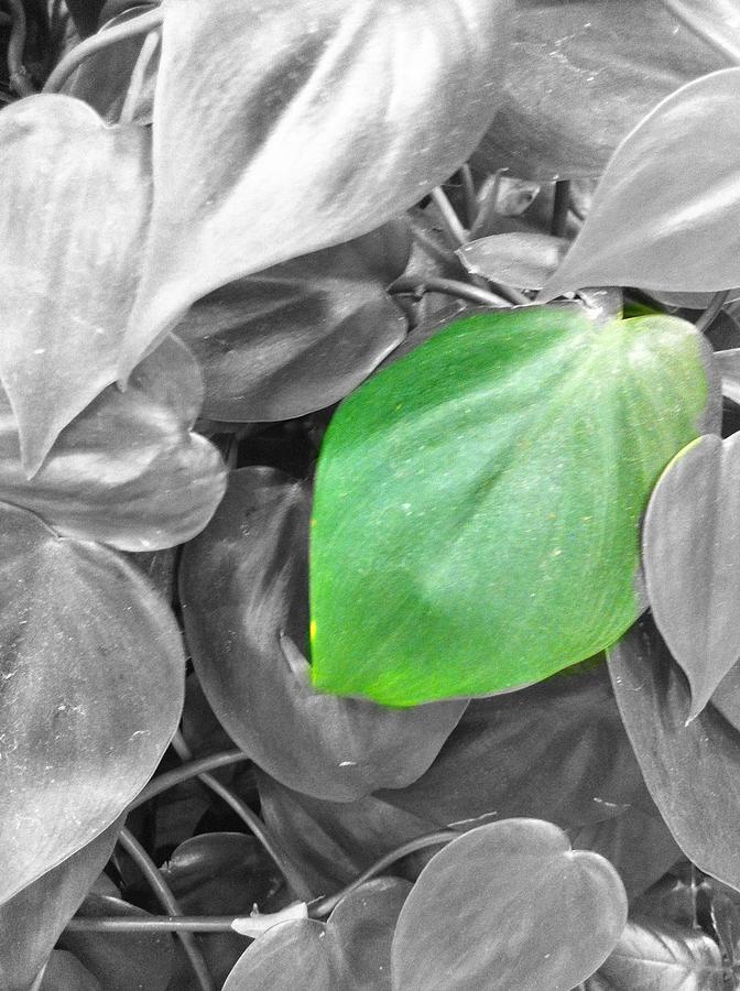 Green Leaf Photograph by Marian Lonzetta