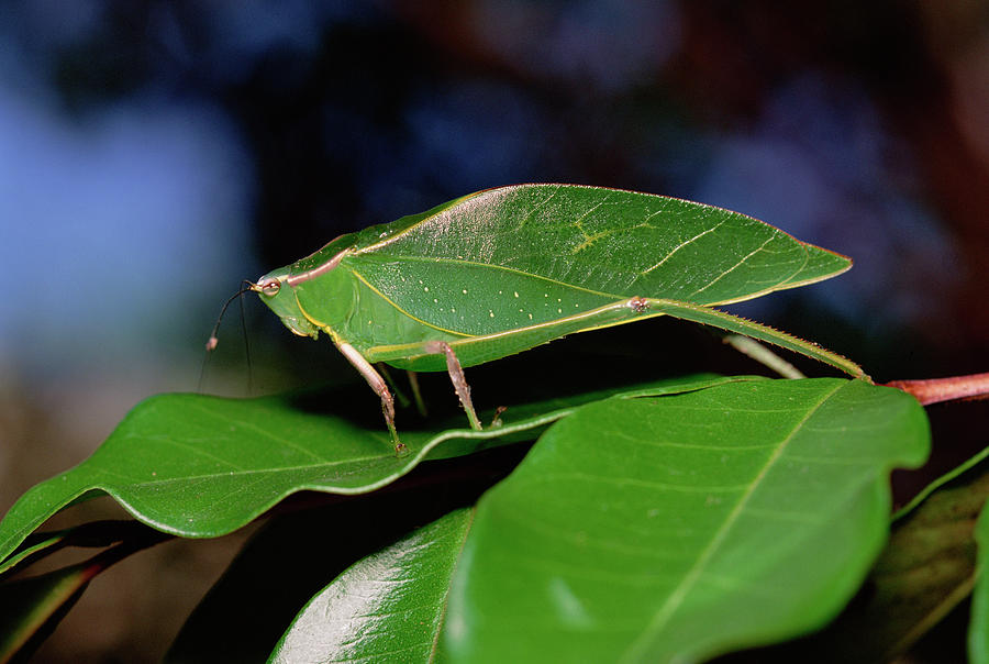 Green Leaf-mimic Katydid Steirodon Photograph by Gerry Ellis