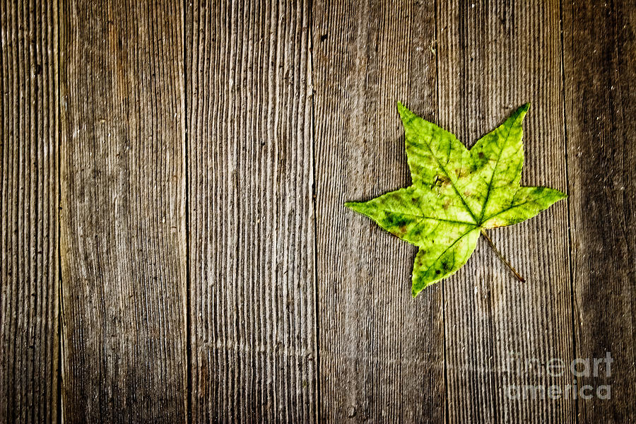 Nature Photograph - Green Leaf on Wood by Colleen Kammerer