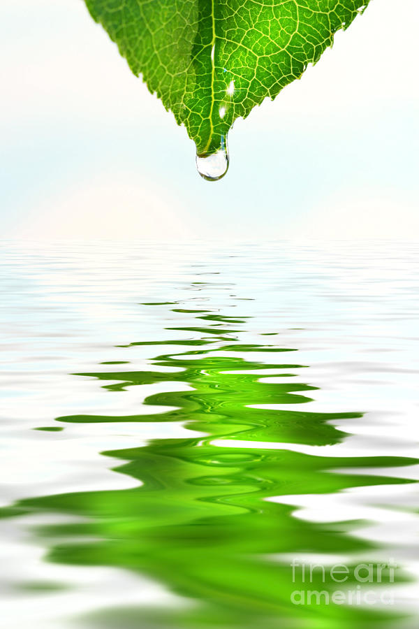 Green leaf over water reflection Photograph by Sandra Cunningham Fine Art America