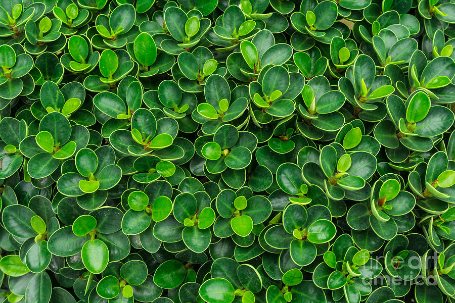 Green leaf pattern Photograph by Tosporn Preede