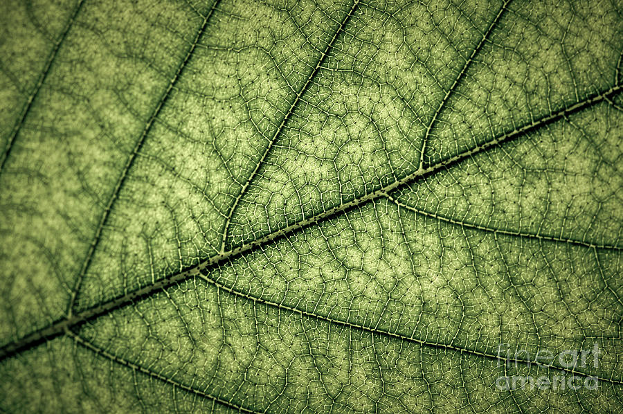 Green leaf texture 2 Photograph by Elena Elisseeva
