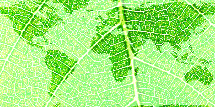 Abstract Photograph - Green Leaf World II by Barnaby Chambers