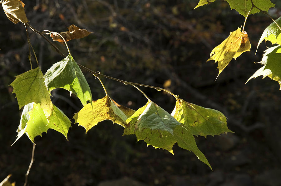 Green Leaves 2 Photograph by Craig Burgwardt