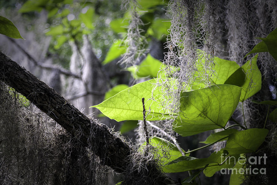 Gainesville Photograph - Green Leaves and Spanish Moss by Lynn Palmer