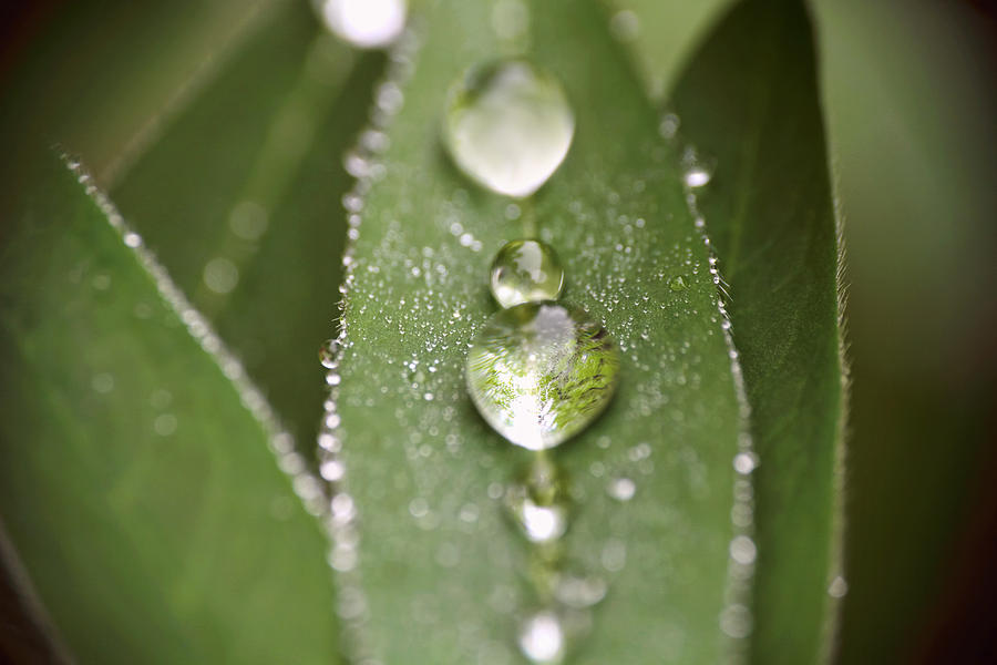 Green Leaves and Water Drops Photograph by Peggy Collins