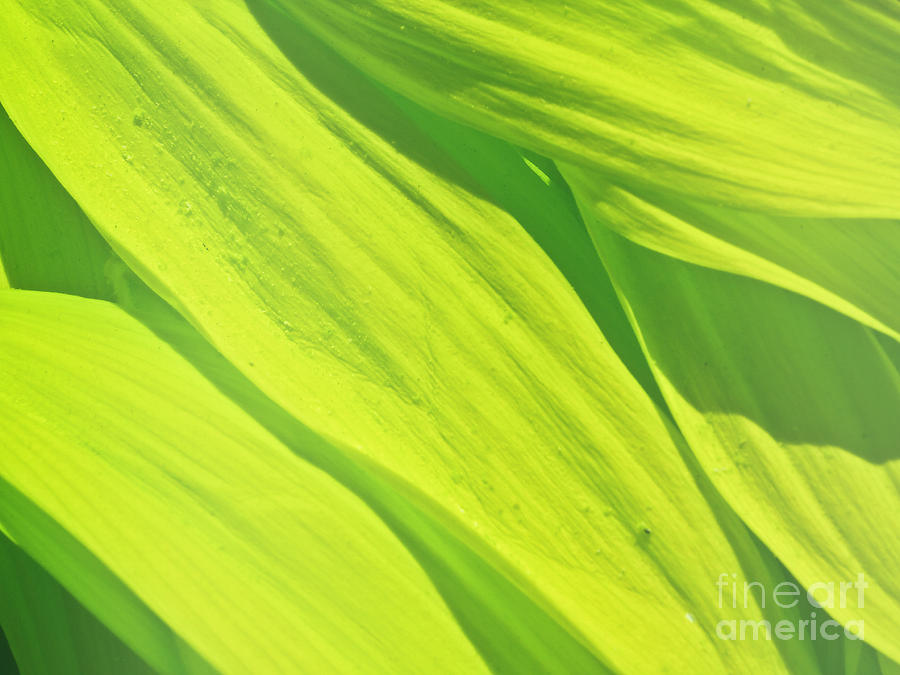 Green Leaves Background Photograph