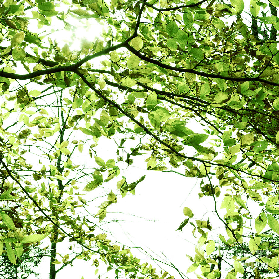 Summer Photograph - Green Leaves by Blink Images